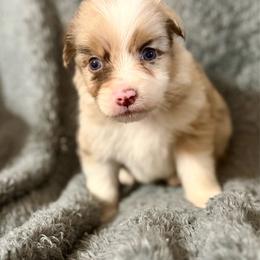 Atlas - Red merle male Australian Shepherd puppy in Athens, Texas from Ricochet Corgis
