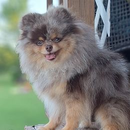 Rumble - Pomeranian