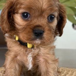 Poppy - Ruby female Cavalier King Charles Spaniel puppy in Yuciapa, California from AlltheDoodlez_