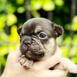 French Bulldog Puppies from Novastar French Bulldogs