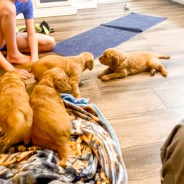 Golden Retriever and Labrador Retriever Puppies from All Around Retrievers LLC