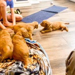 Golden Retriever and Labrador Retriever Puppies from All Around Retrievers LLC