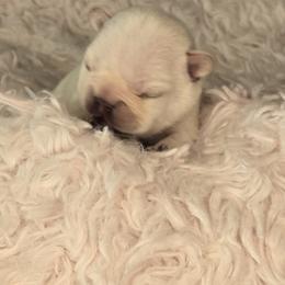 French Bulldog Puppies from Diamond Dreams French Bulldogs