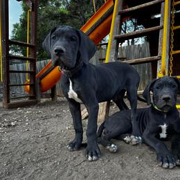 Judge - Black and white male Great Dane puppy in Wimberley, Texas from Heart of Texas Great Danes