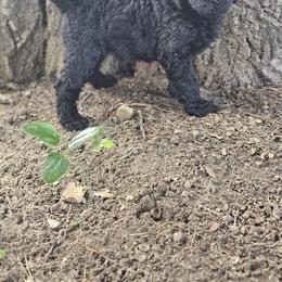 Nova(Purple Collar) - Black female Poodle puppy in Columbia, South Carolina from Jones Poodles