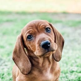 Dachshund Puppies from Pine & Pasture Dachshunds