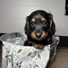 Dachshund, Shih Tzu, and Yorkshire Terrier Puppies from Happy Hounds and More🐾
