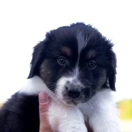 Colorado - Black tri-color male Australian Shepherd puppy in Hamilton, New Jersey from Birch Haus