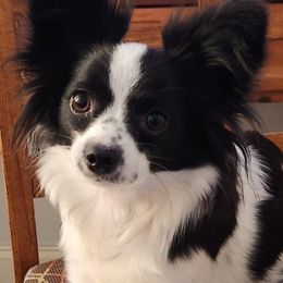 Papillon Puppies from Leslie's Papillons