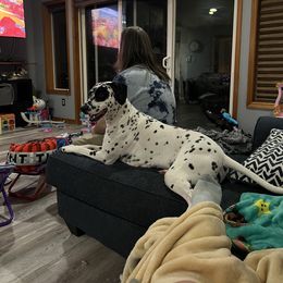 Dalmatian Puppies from Hallmark Dalmatians;