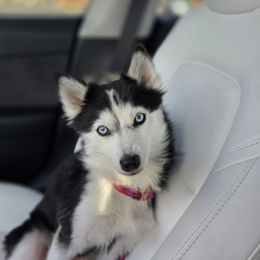 Rose - Pomsky