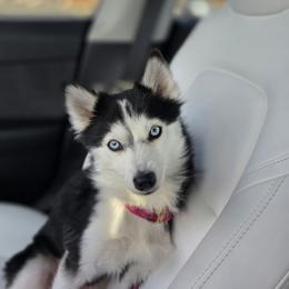 Rose - Pomsky