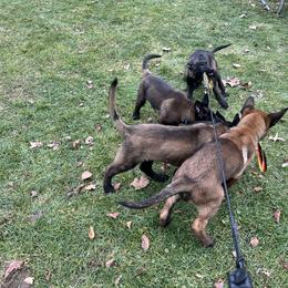 Belgian Malinois Puppies from Focused Obedient Belgian Malinois