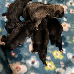 Girl 1 - Black female Pug puppy in Greeneville, Tennessee from Bear Mountain Farms