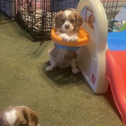 Rocky - Blenheim Cavalier King Charles Spaniel puppy in Sandy, Utah from Wasatch Cavaliers