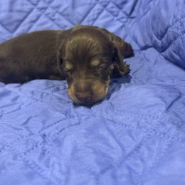 Yellow boy - Chocolate and tan Dachshund puppy in Frederick, Colorado from Get low Mini Dachshunds