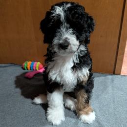 Thor - Black tri-color male Aussiedoodle puppy in New Durham, New Hampshire from Ridgeview Aussiedoodles