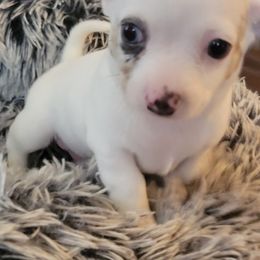 Chihuahua Puppies from Turners Chihuahua