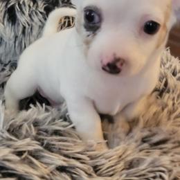 Chihuahua Puppies from Turners Chihuahua