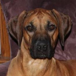 Jackson  - Rhodesian Ridgeback