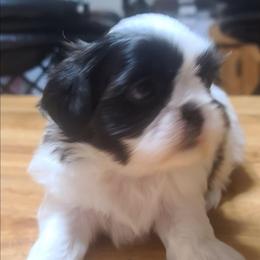 Boy 1 - Black and white male Shih Tzu puppy in Belleville, Michigan from Patricia's Heavenly Earth Angels