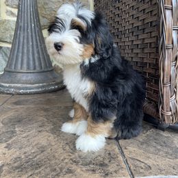 Ronny - Tri-color male Bernedoodle puppy in Holtwood, Pennsylvania from Country Ridge Puppies