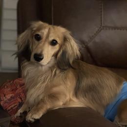 Jagger - Dachshund