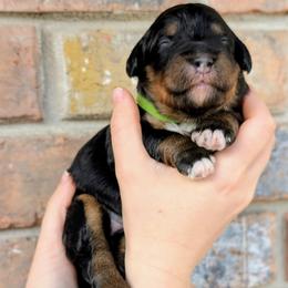 Sazzy (Sazerac) - Tri-color female Bernedoodle puppy in Beaumont, Texas from Joy's Dood Ranch