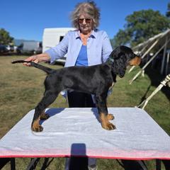 Gordon Setters from Noah's Ark Gordon Setters