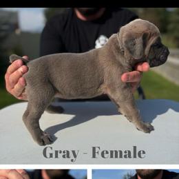 Gray collar - Gray and fawn female Cane Corso puppy in Herriman, Utah from High Country Corsos