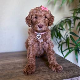 Miracle - Red  female Goldendoodle puppy in Waterford, California from Alvdoodles