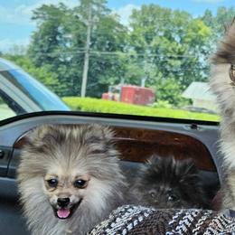 Pomeranian Puppies from RC Pets