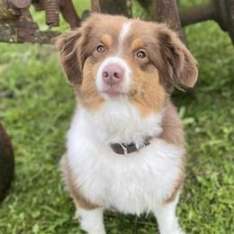 Miniature American Shepherds and Pembroke Welsh Corgis from Hadley's Hugs