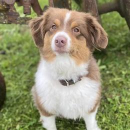 Miniature American Shepherds and Pembroke Welsh Corgis from Hadley's Hugs