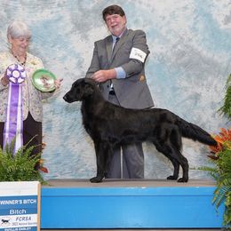 Jewel - Flat-Coated Retriever