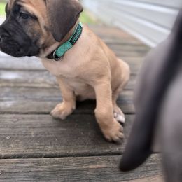 Cane Corso Puppies from Aries Legecy Cane Corso