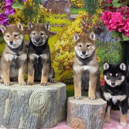 Shiba Inu puppies from Day Dream Akita & Shiba Inu