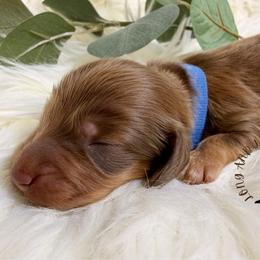 Chocolate and Tan - Chocolate and tan male Dachshund puppy in Nampa, Idaho from Long_and_Low_Dachshunds