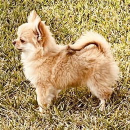 Jack - Chihuahua