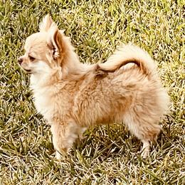 Jack - Chihuahua