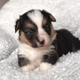Eleanor - Black and tan female Pembroke Welsh Corgi puppy in Beggs, Oklahoma from Blue Diamond Corgi’s