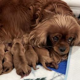 Puppy Boy 2 - Ruby male Cavalier King Charles Spaniel puppy in Fair Haven, New Jersey from Lauren Blades