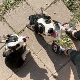 Pembroke Welsh Corgi Puppies from S7 Corgis and Chaos