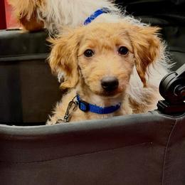 Tiny Tim (Red Collar) - Parti male Goldendoodle puppy in Wichita, Kansas from The Goldendoodle Gal