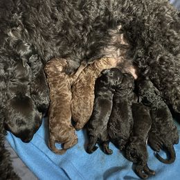 Goldendoodle Puppies from Wonderland Kennel