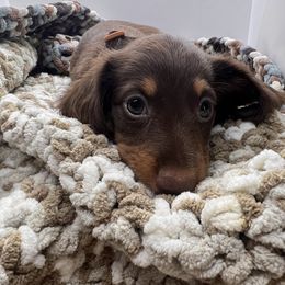 Kraven - Chocolate and tan male Dachshund puppy in Pittsburg, California from Super Hero Dachshunds