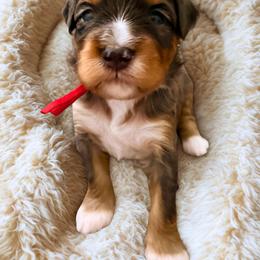 Rio (red ribbon) - Blue merle male Bernedoodle puppy in Fallbrook, California from BFF Bernedoodles
