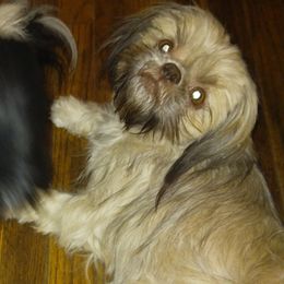 Suuki - Shih Tzu