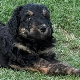 Boy 2 - Tri-color male Bernedoodle puppy in Paradise, Texas from Diamond Z Poodles & Doodles