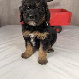 Joy - Phantom female Goldendoodle puppy in Luana, Iowa from Country View Bernedoodles and Goldendoodles